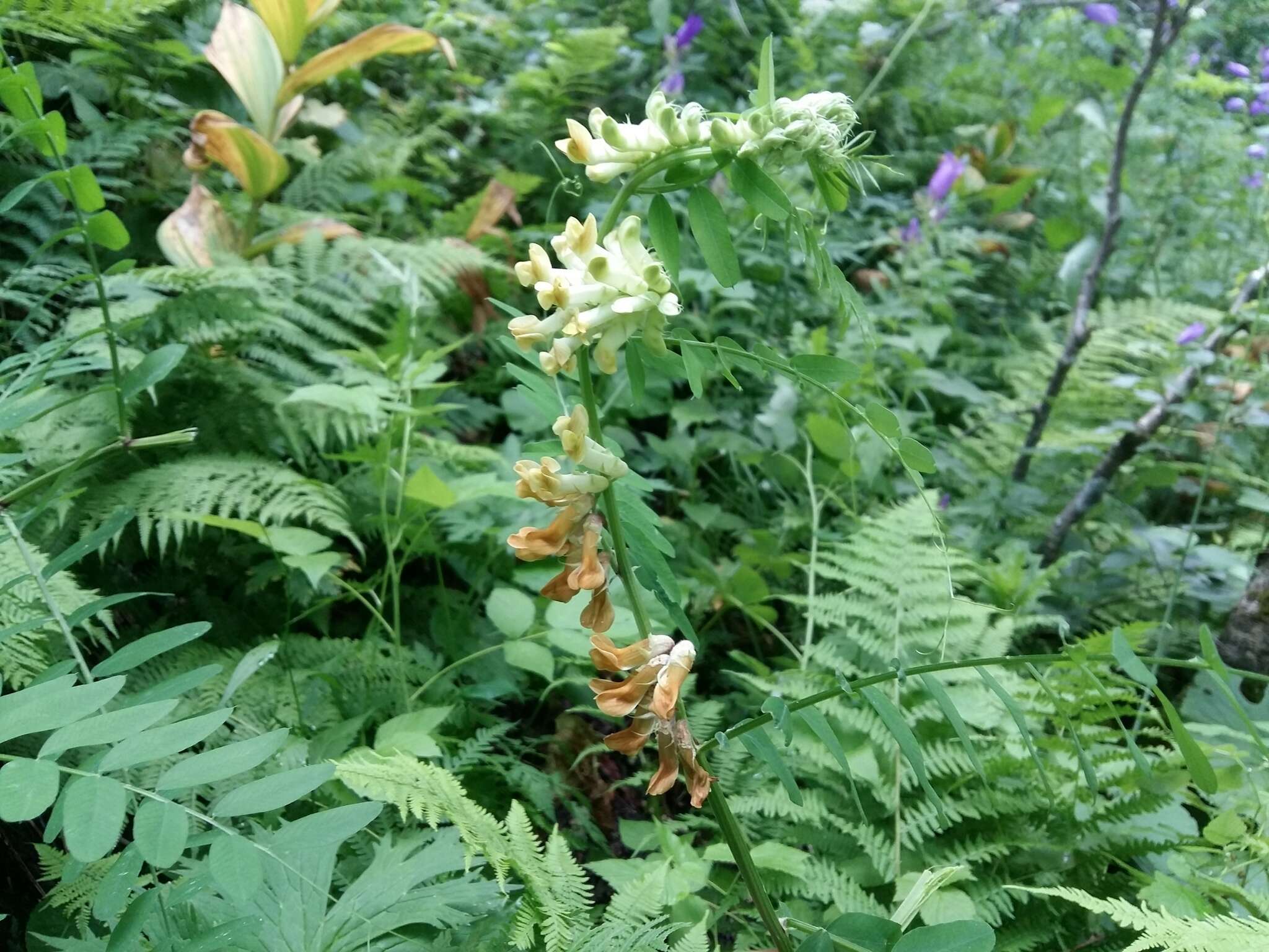 Image of Vicia balansae Boiss.