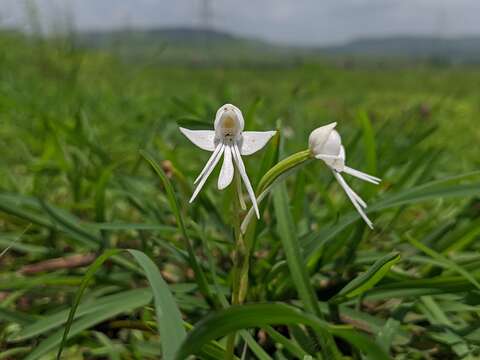 Image of Habenaria grandifloriformis Blatt. & McCann