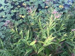 Image of swamp milkweed