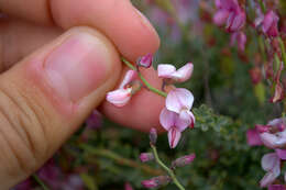 Image of Wiborgia tenuifolia E. Mey.