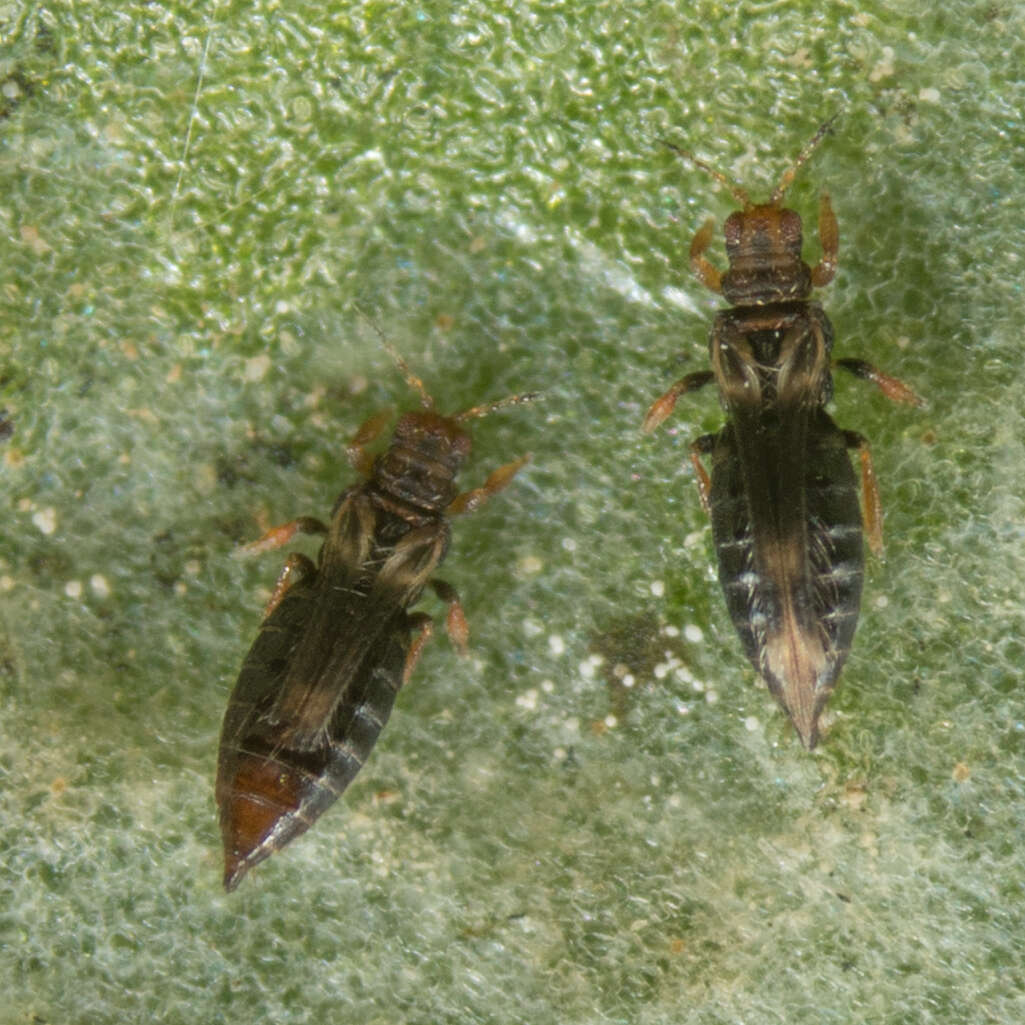 Image of Sugarbeet Thrips