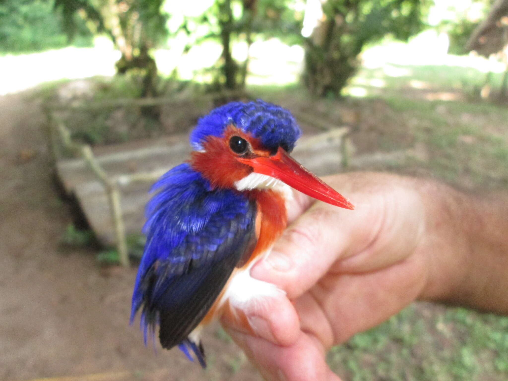 Image of White-bellied Kingfisher