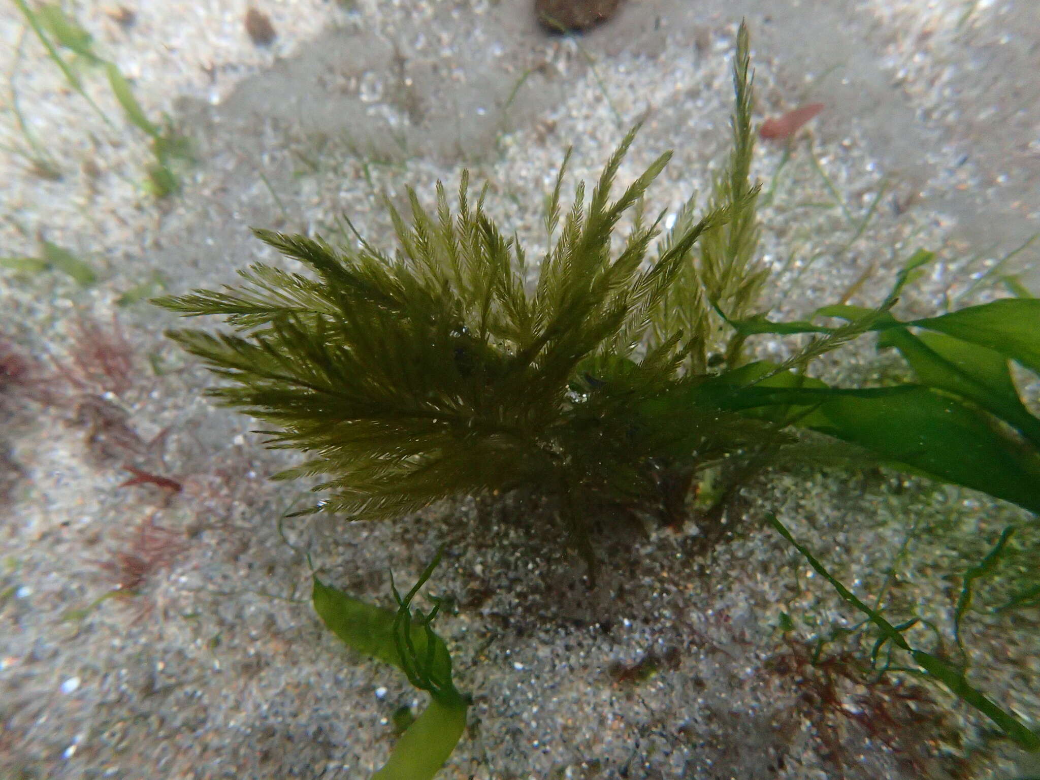 Image of Bryopsis corticulans