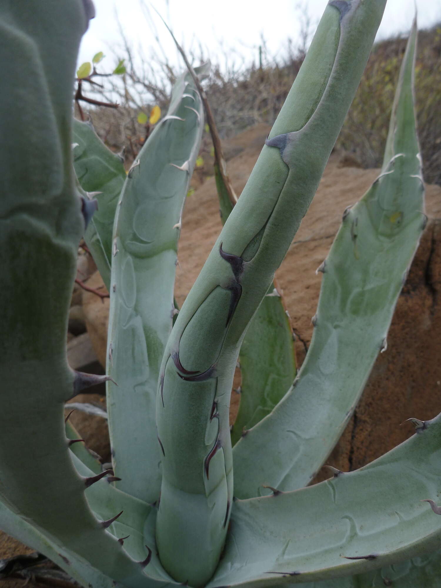 Слика од Agave sobria Brandegee