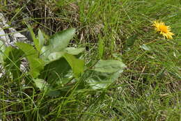 Image of dwarf oxeye