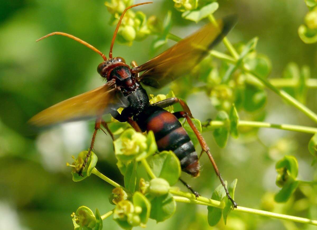 Слика од Cryptocheilus rubellus (Eversmann 1846)