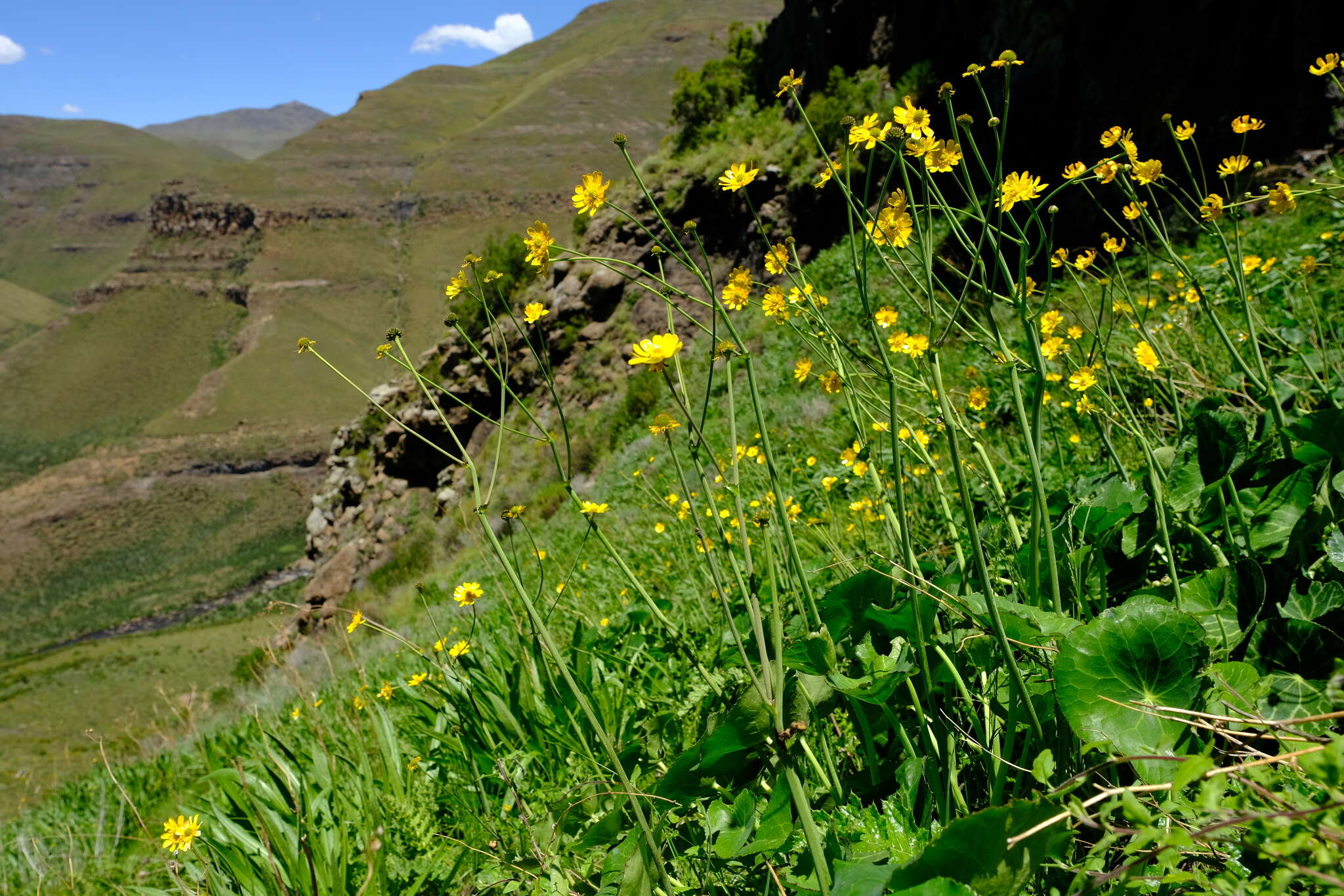 Image of Drakensberg Buttercup