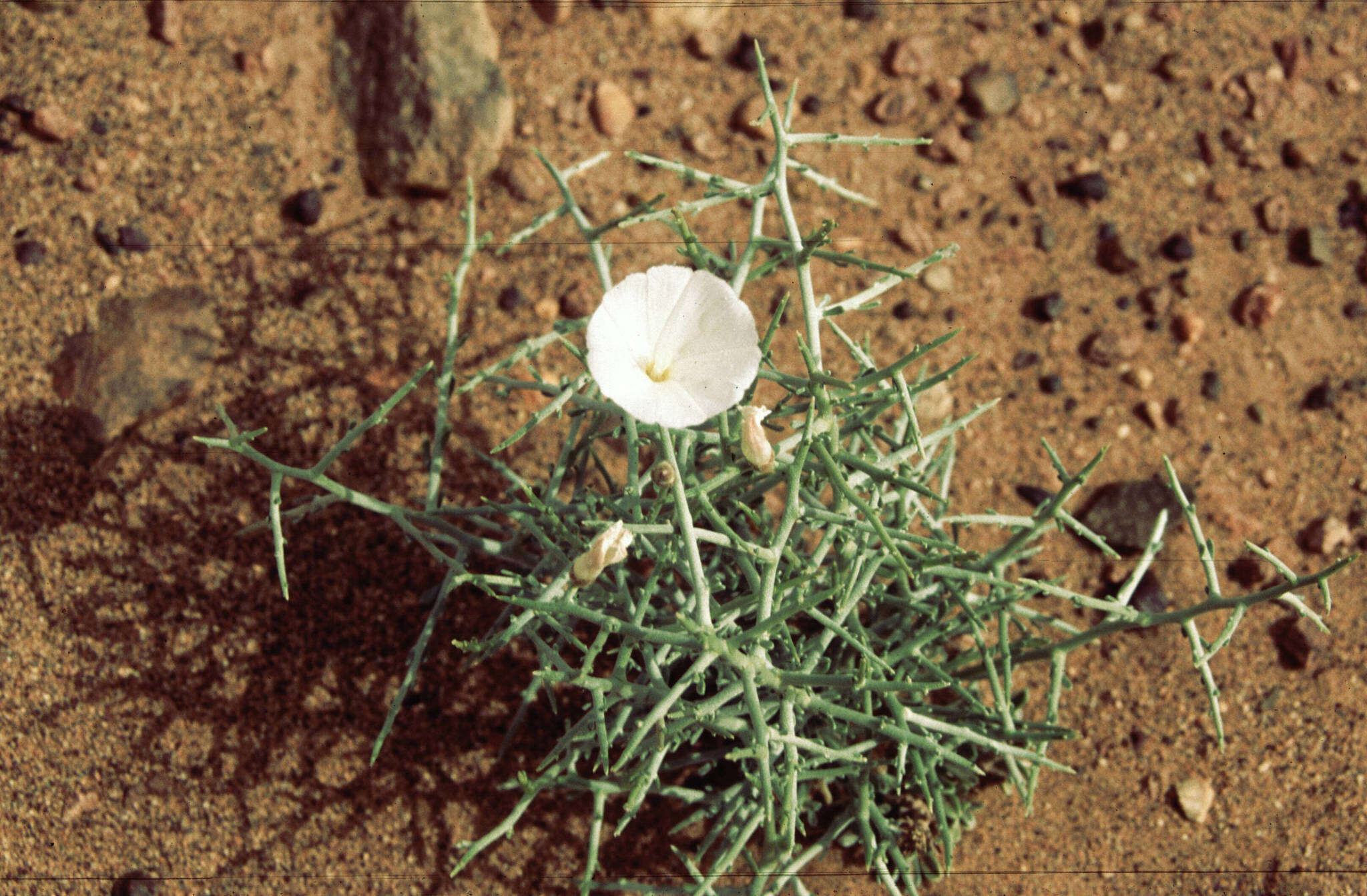 Convolvulus trabutianus Schweinf. & Muschler的圖片