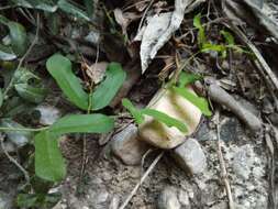 Image of twolobe passionflower