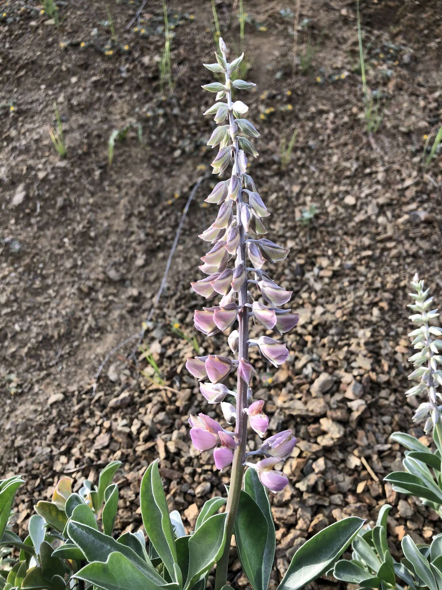 Image of Cobb Mountain lupine