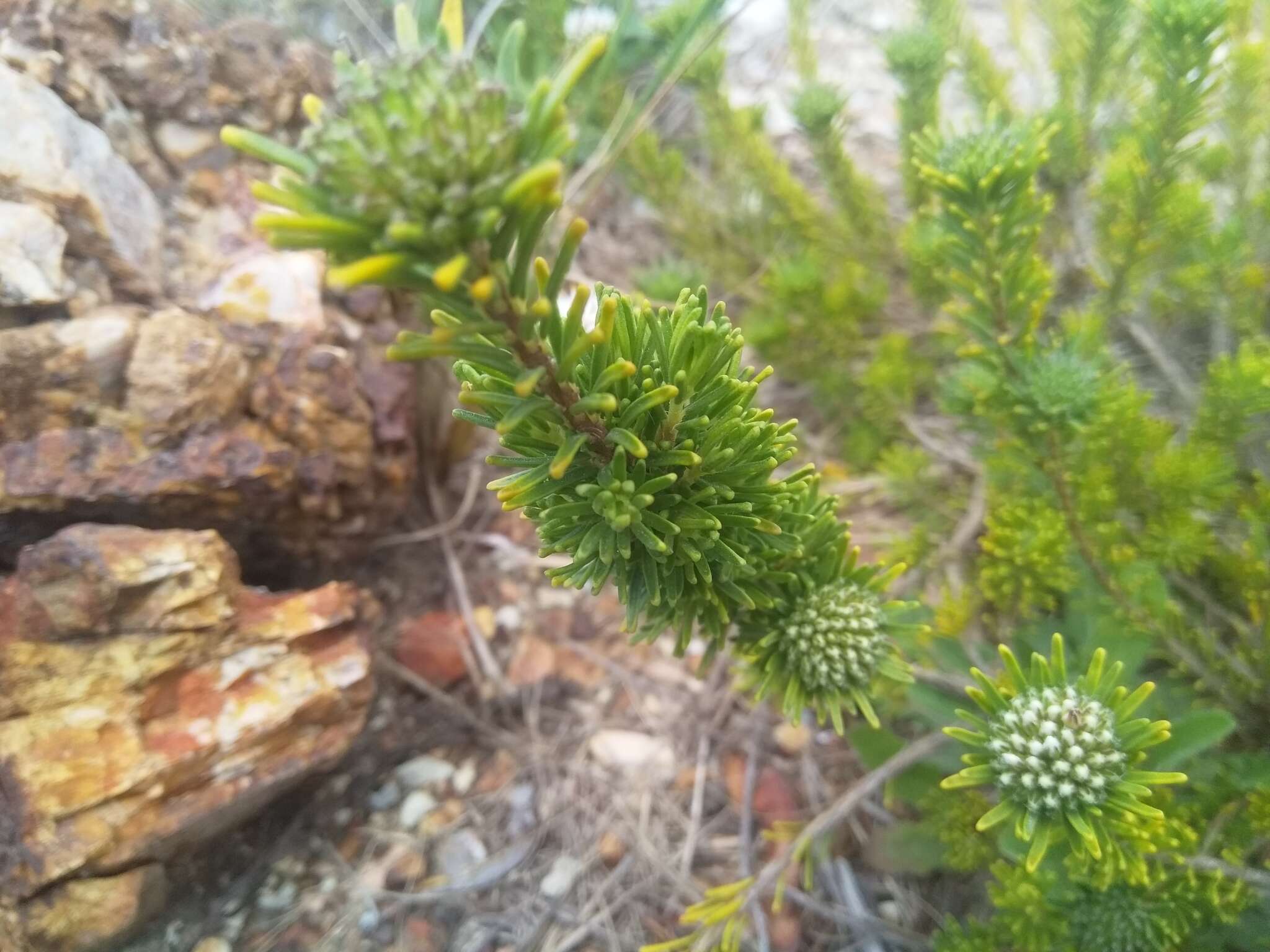 Image of Agathosma gonaquensis Eckl. & Zeyh.