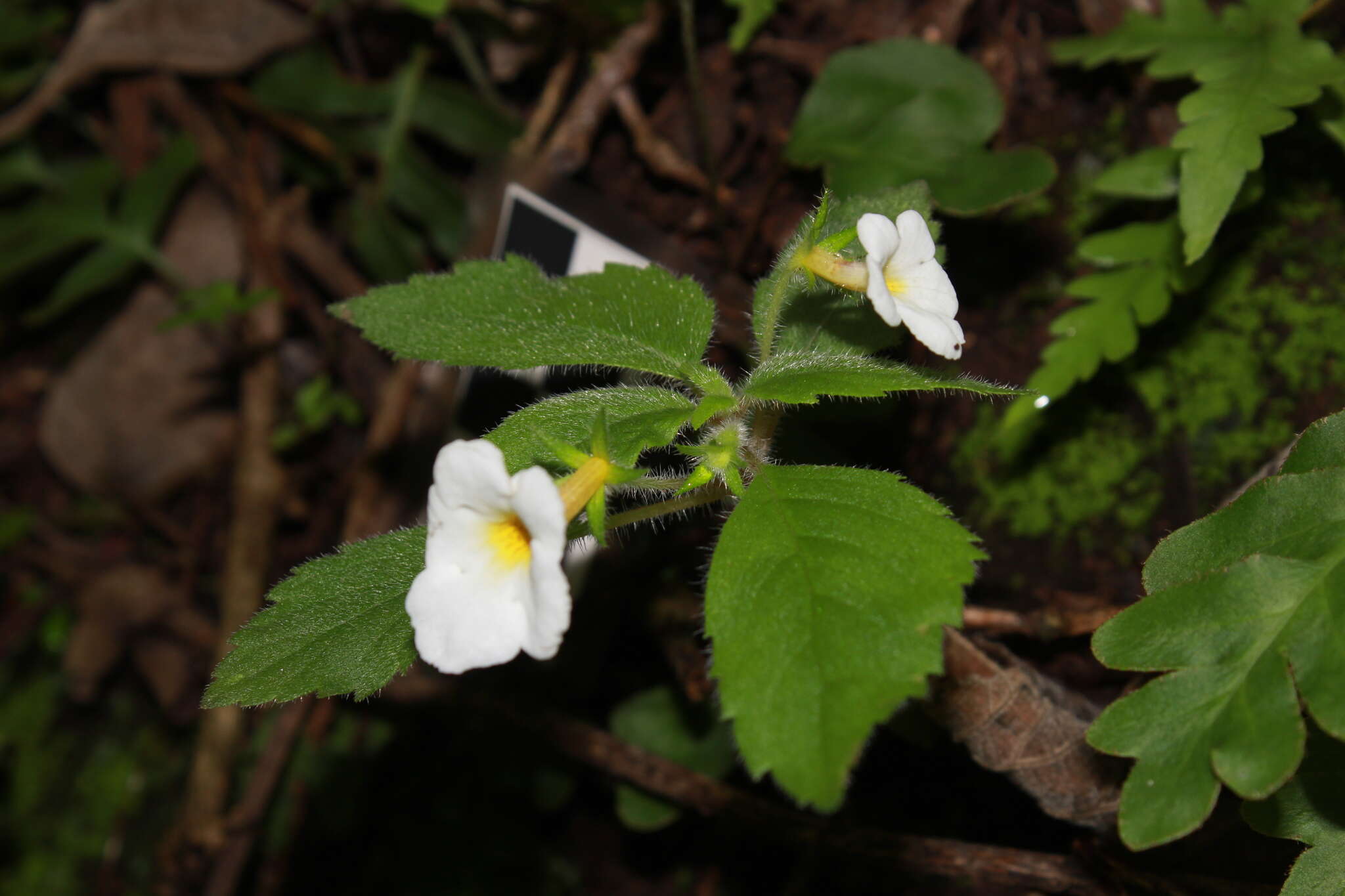 Image of Achimenes occidentalis C. V. Morton