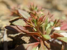 Chorizanthe aphanantha resmi