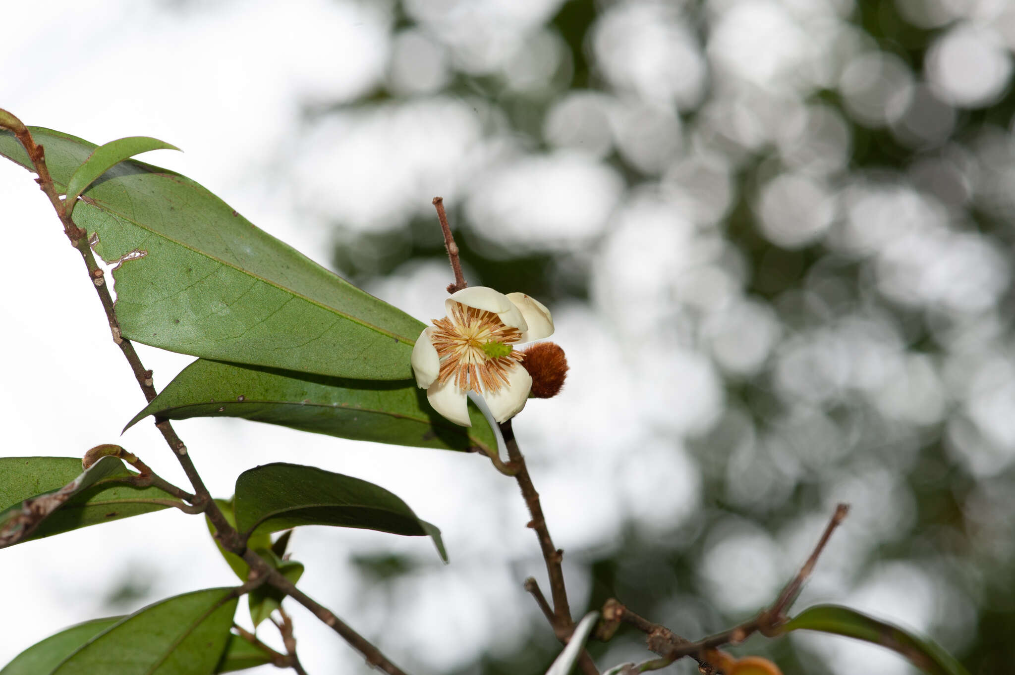 Magnolia figo var. skinneriana (Dunn) Noot. resmi