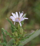 Olearia asterotricha F. Müll. resmi