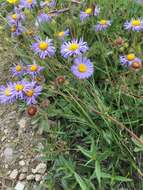 Image of aspen fleabane