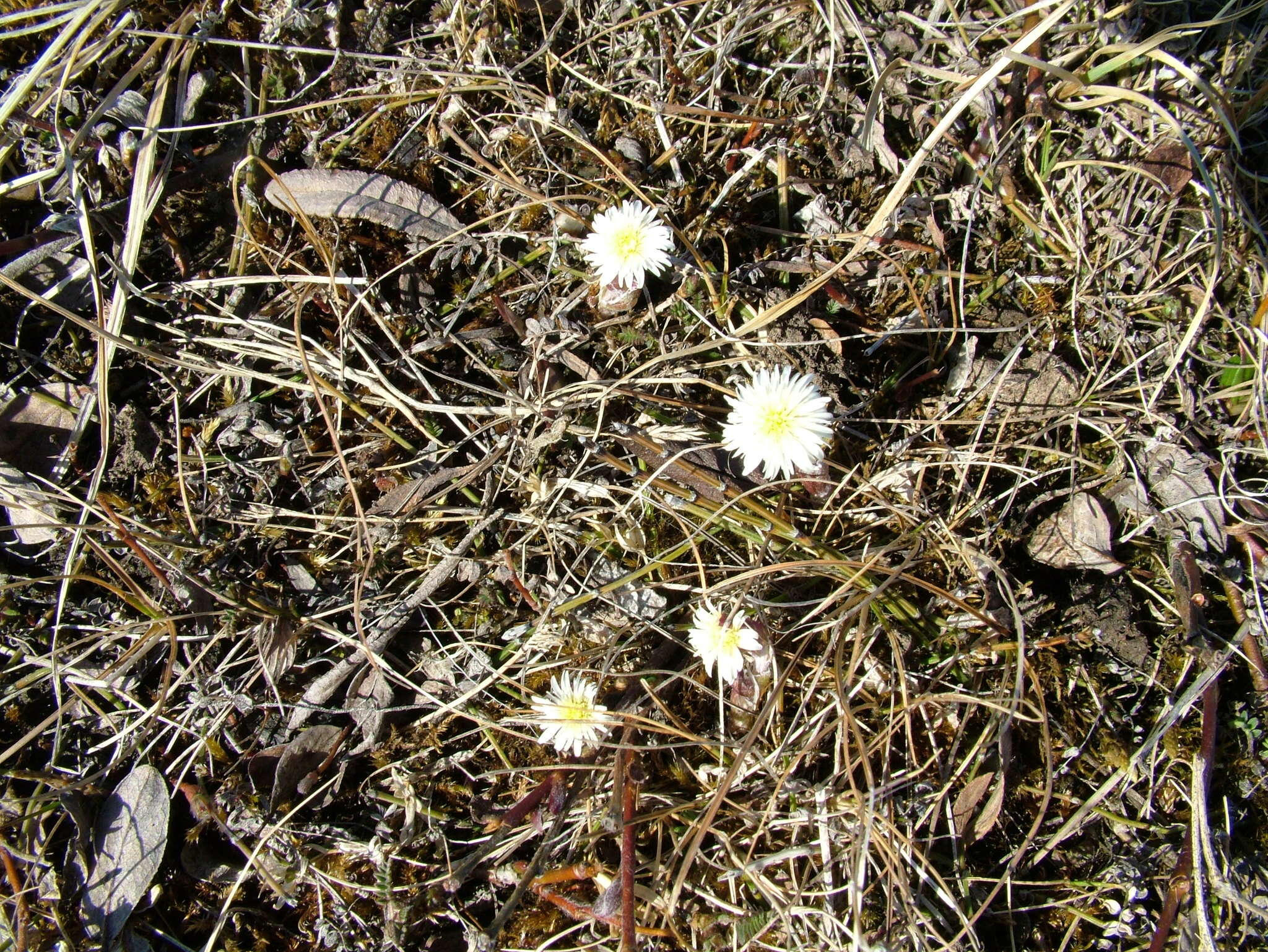 Plancia ëd Endocellion sibiricum (J. F. Gmel.) Toman