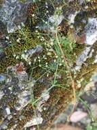 Image of wall bedstraw