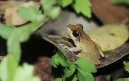 Image of Pristimantis zeuctotylus (Lynch & Hoogmoed 1977)