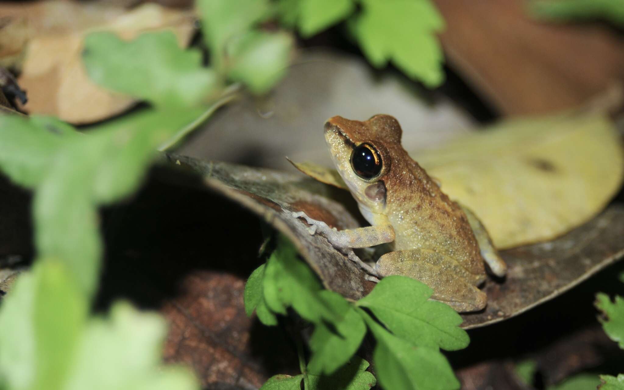 Image of Pristimantis zeuctotylus (Lynch & Hoogmoed 1977)