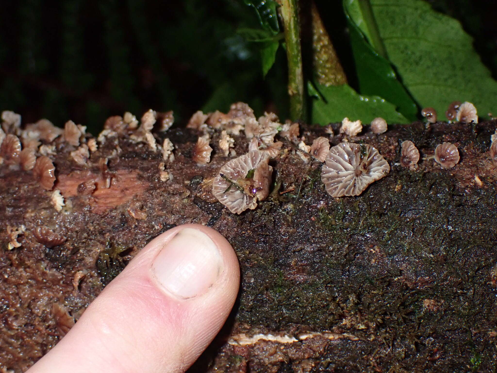 Image of Gymnopus imbricatus J. A. Cooper & P. Leonard 2013