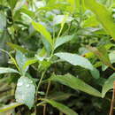 Image of Warburgia ugandensis Sprague