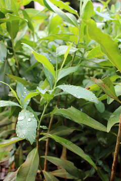 Image of Warburgia ugandensis Sprague