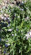 Image of Matthiola parviflora (Schousb.) W. T. Aiton