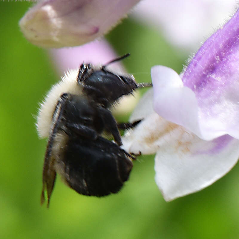 Imagem de Osmia bucephala Cresson 1864