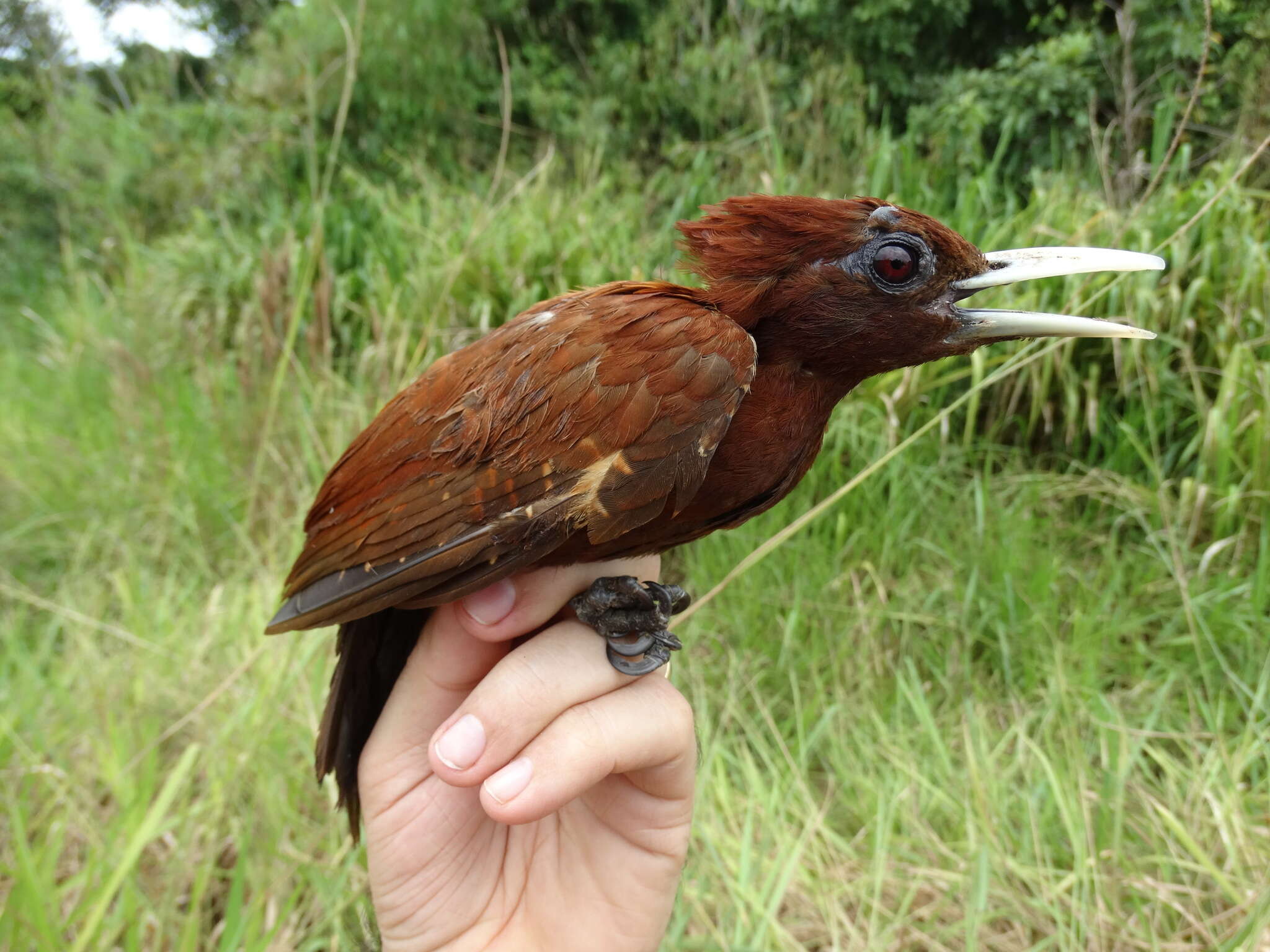 Image of Chestnut Woodpecker