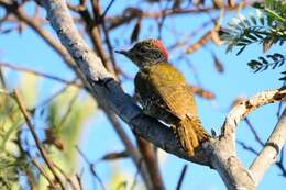 Image of Knysna Woodpecker