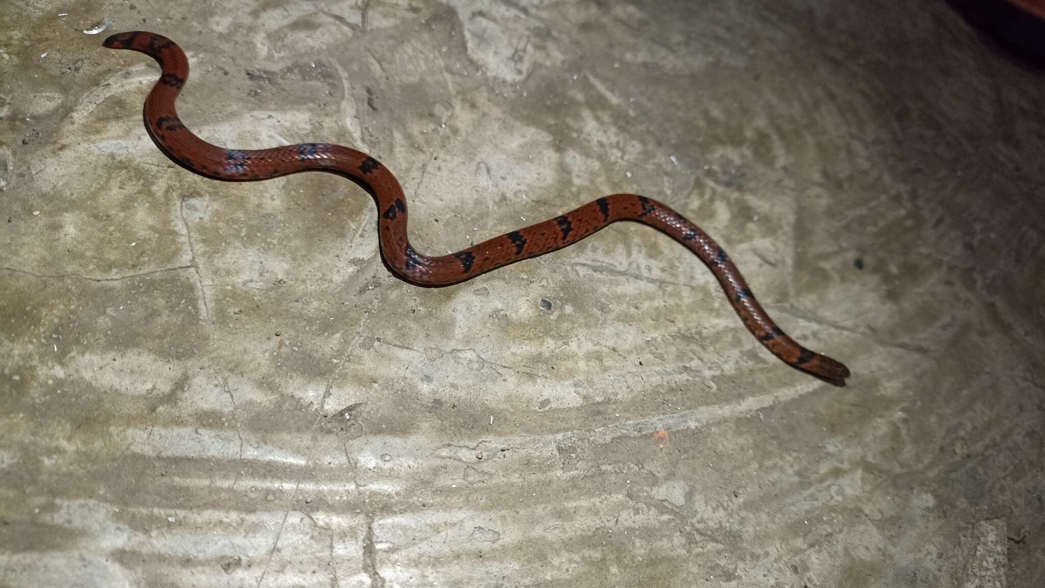 Image of Linne's Dwarf Snake