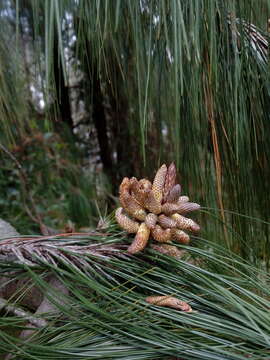 Image of Jelecote Pine