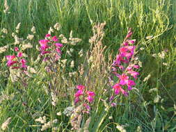 Plancia ëd Gladiolus byzantinus Mill.