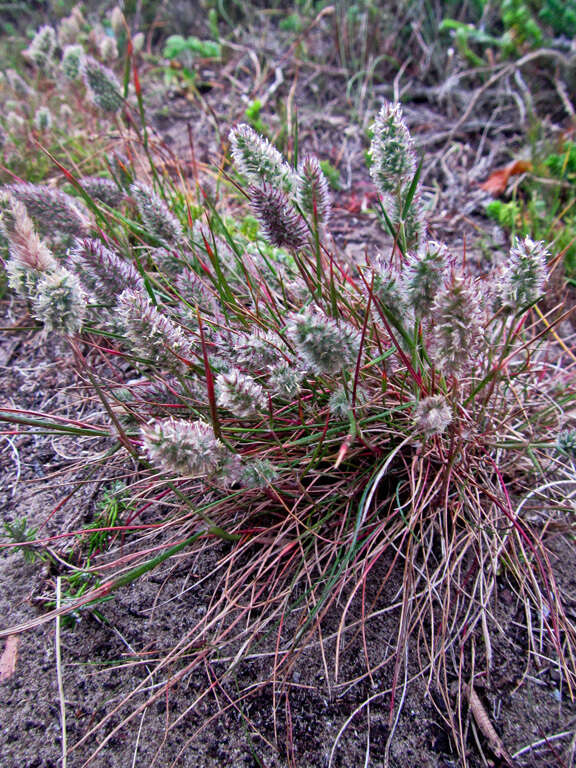 Image de Tribolium hispidum (Thunb.) Desv.