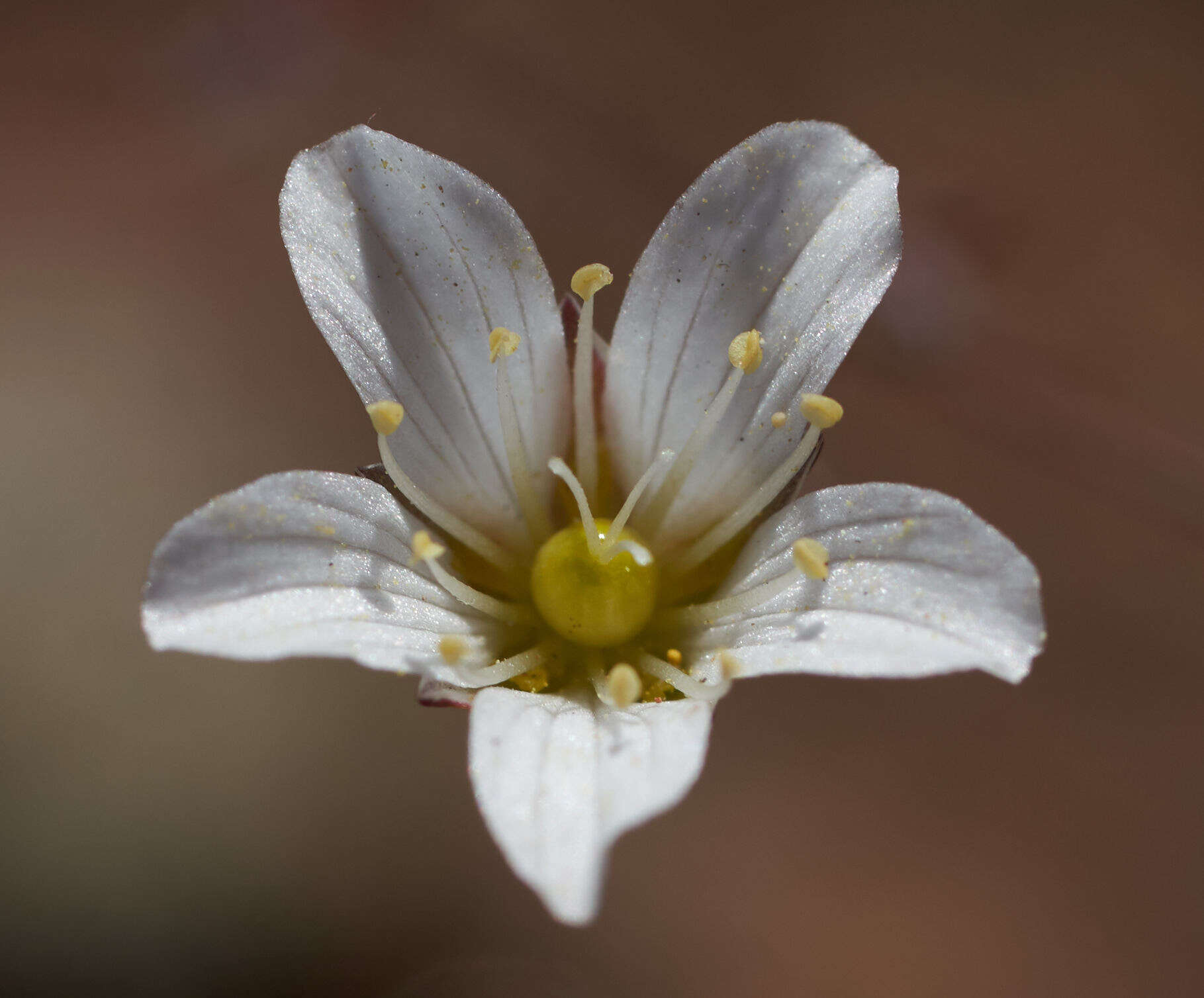 Imagem de Sabulina douglasii (Fenzl ex Torr. & A. Gray) Dillenb. & Kadereit