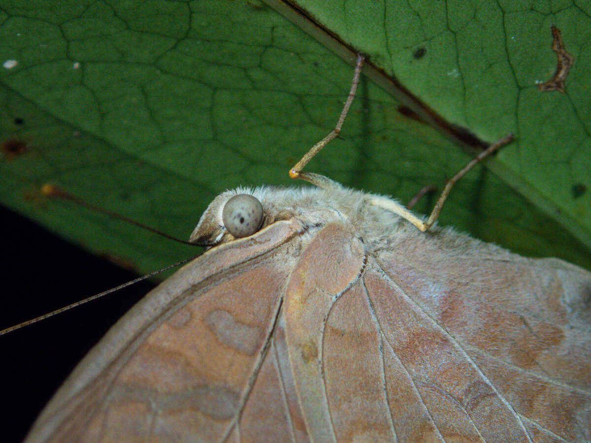 Image of Terinos clarissa falcata Fruhstorfer 1898