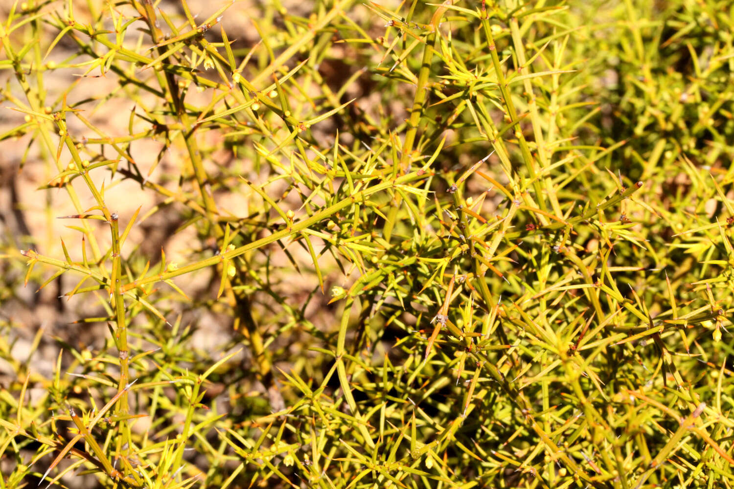 Image of Apatophyllum teretifolium A. R. Bean & L. W. Yessup