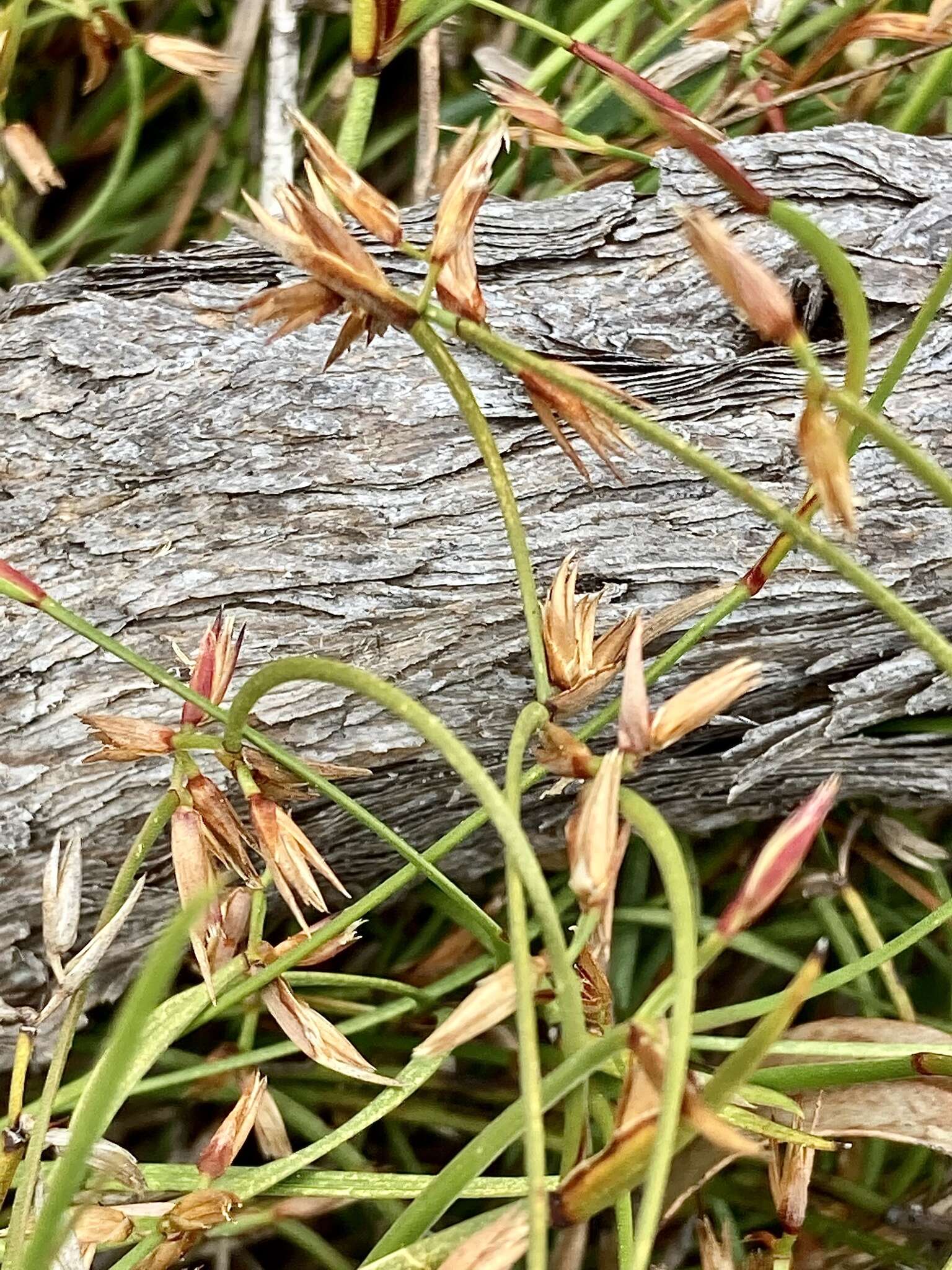 Слика од Anarthria prolifera R. Br.