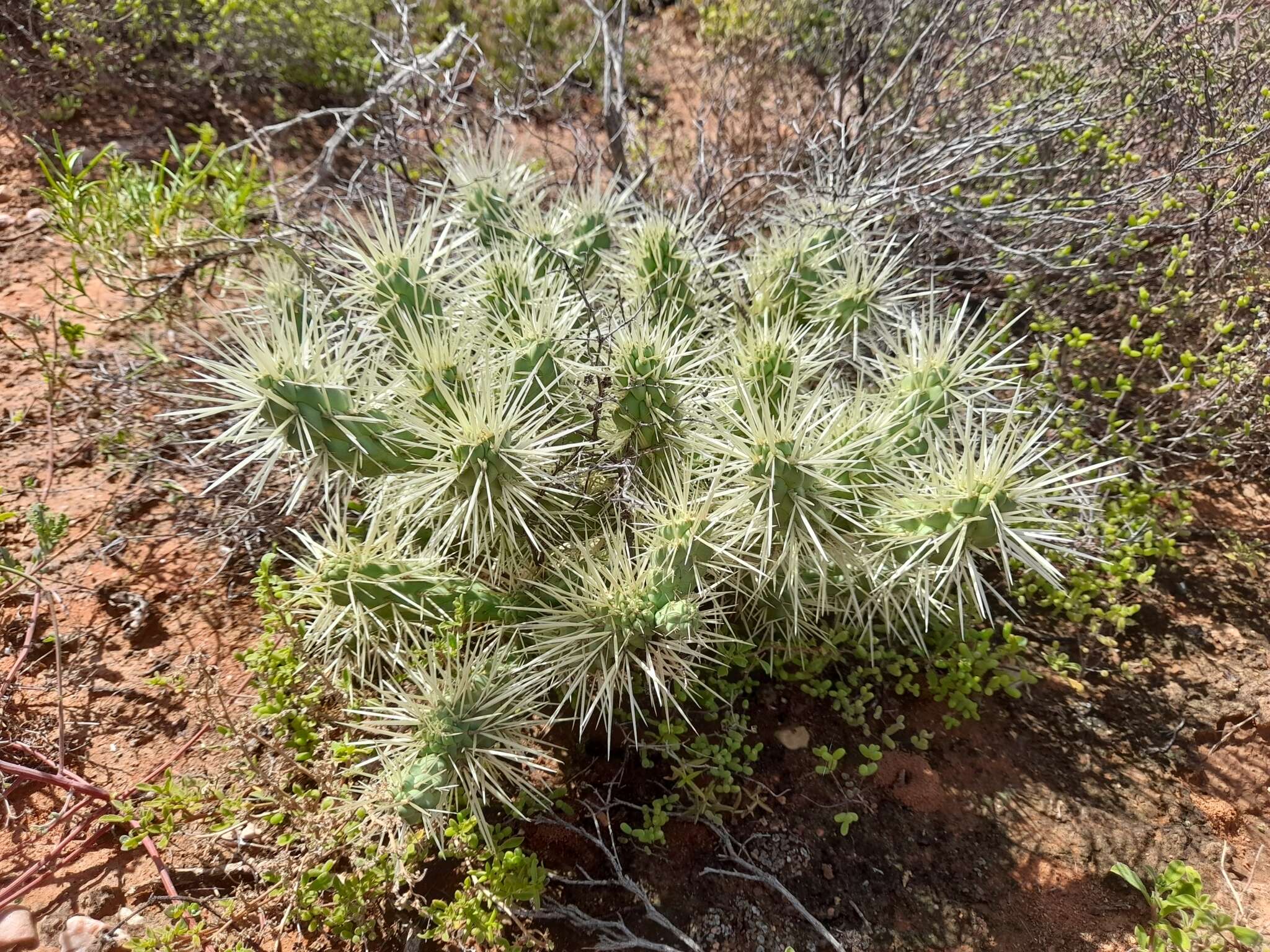 Image of Cylindropuntia imbricata subsp. rosea