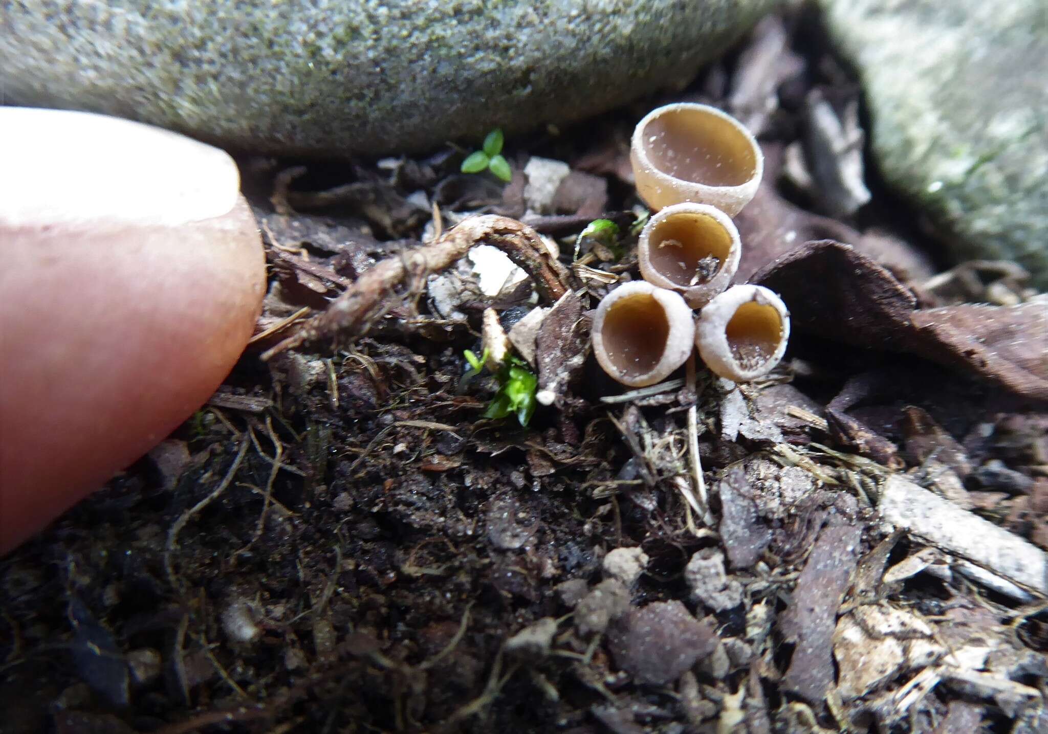 Слика од Ciborinia camelliae L. M. Kohn 1979