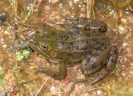 Plancia ëd Pelophylax bergeri (Günther ex Engelmann, Fritzsche, Günther & Obst 1986)