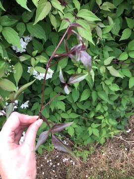 Image of Himalayan Clematis