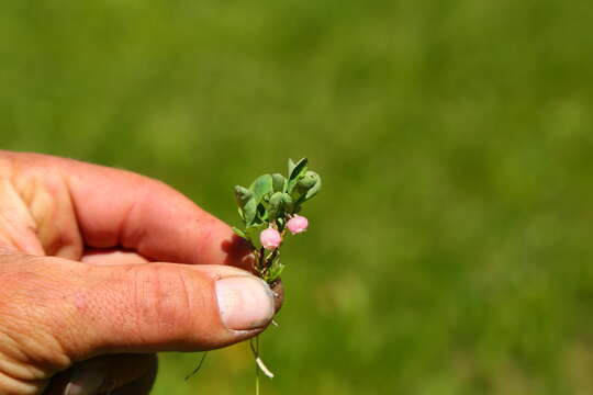 Image of Cascade Blueberry