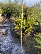 Image of Liatris quadriflora (Chapm.) E. L. Bridges & Orzell