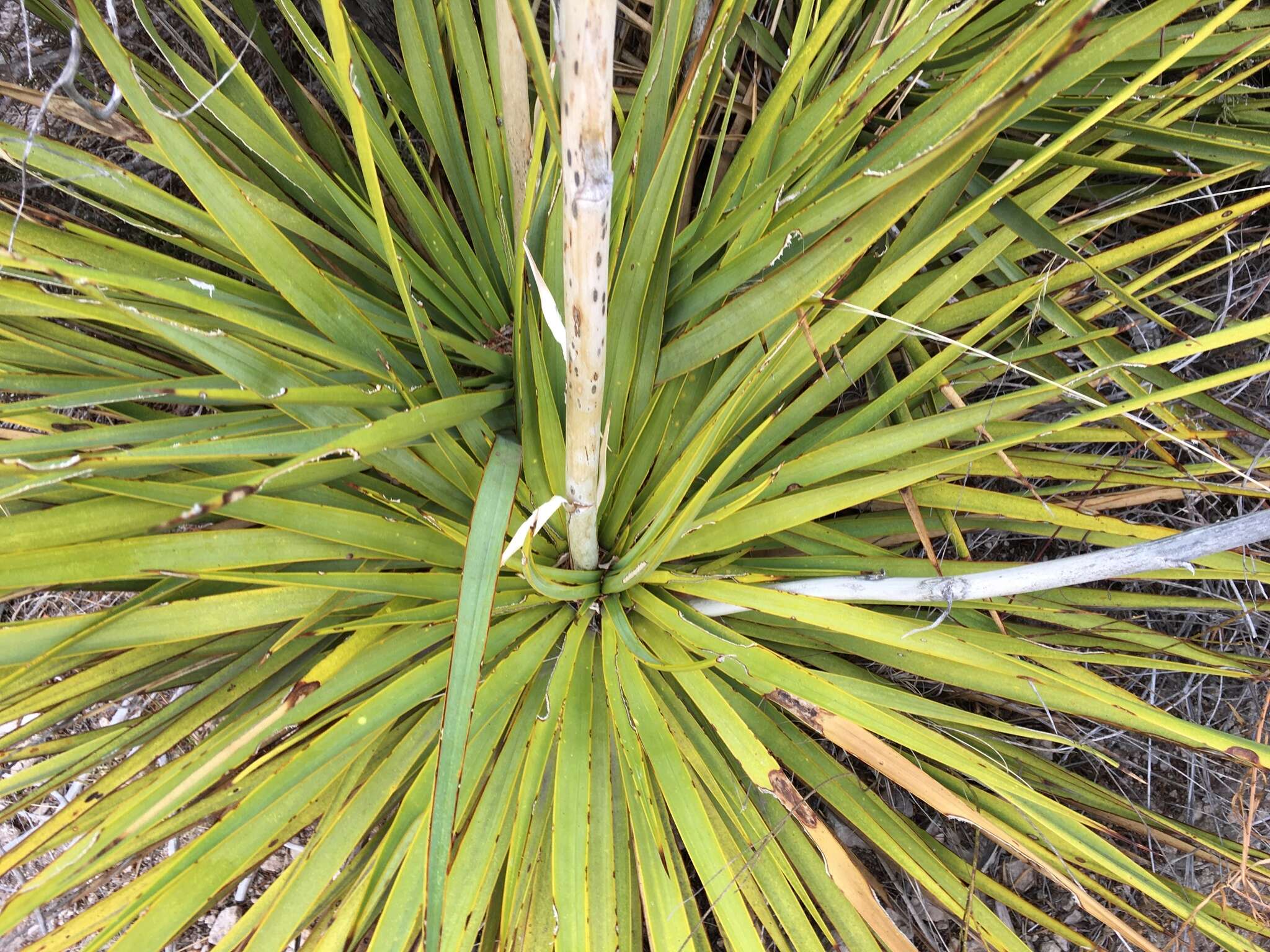 Image of San Angelo yucca