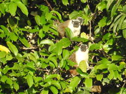 Image of Brazilian Bare-faced Tamarin