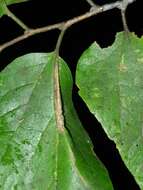 صورة Phyllonorycter celtifoliella (Chambers 1871)