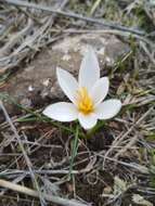 Image of Crocus aleppicus Baker