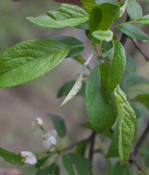 Image of Manchurian crab apple